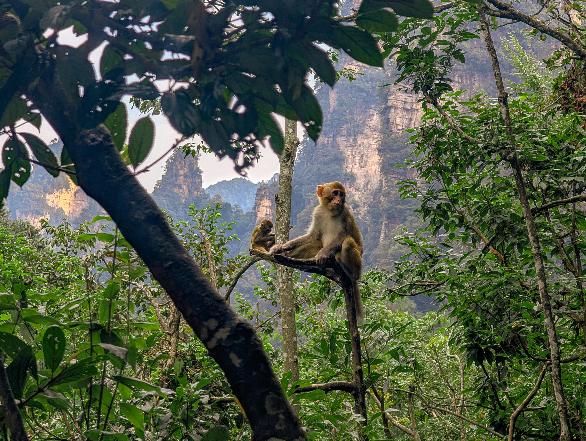 A monkey perched on a tree branch overlooking steep forested mountains