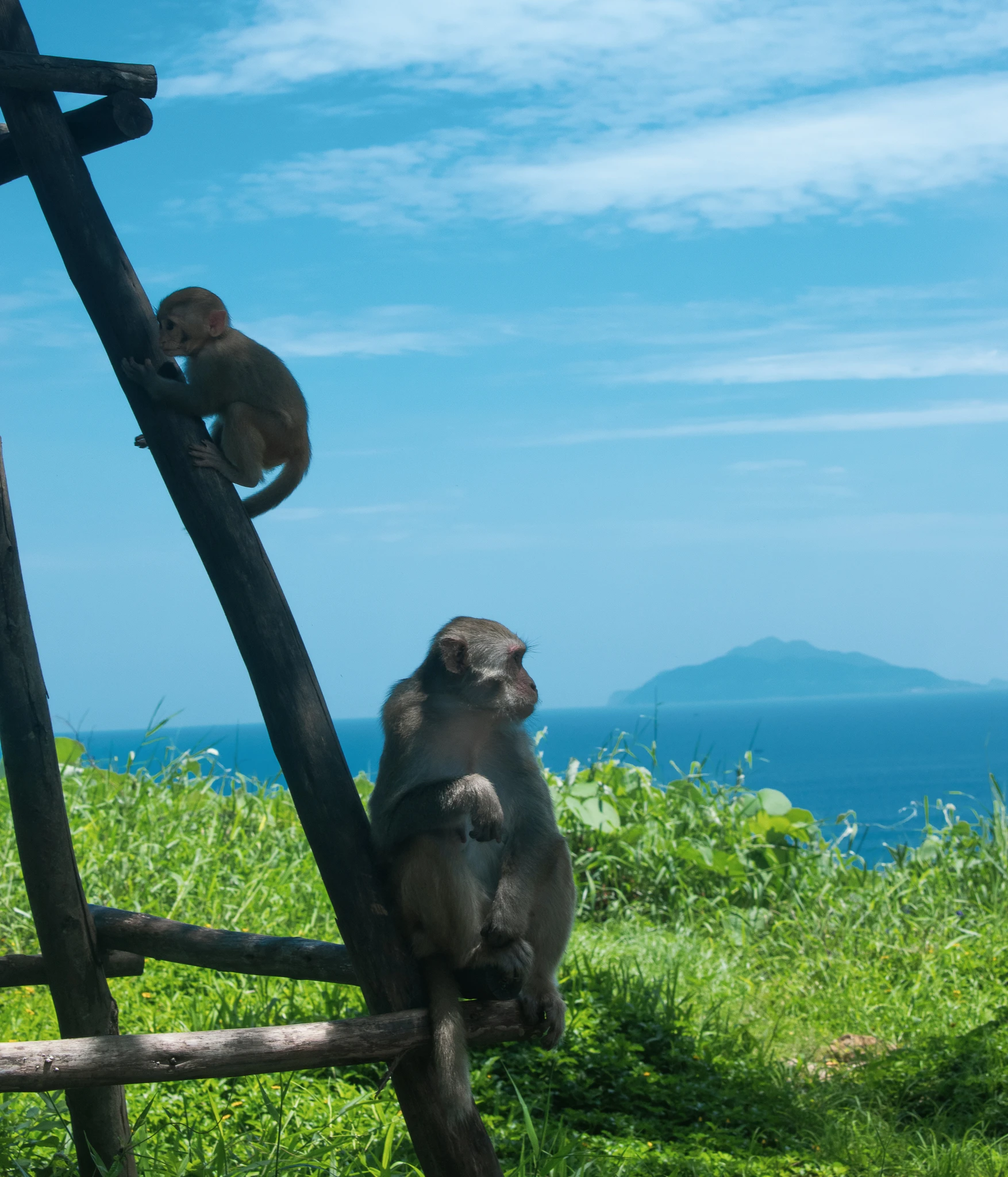 Monkeys perched on a wooden frame above green vegetation with the blue sea beyond